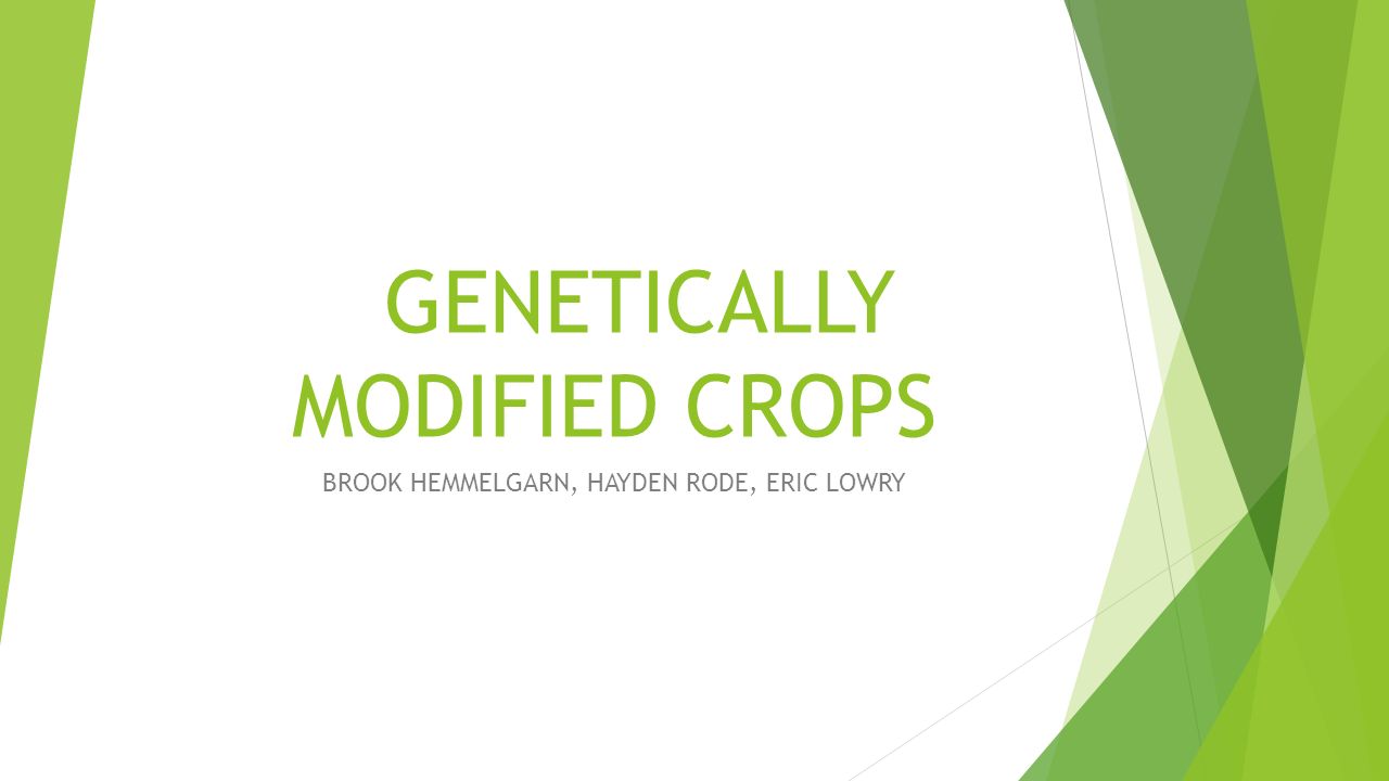 Genetically modified seeds essay